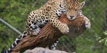 VIDEO | Hombre mata a jaguar en SLP por defender su ganado
