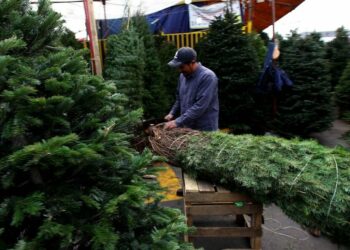 VIDEO| Establecen 7 puntos para el acopio de árboles navideños