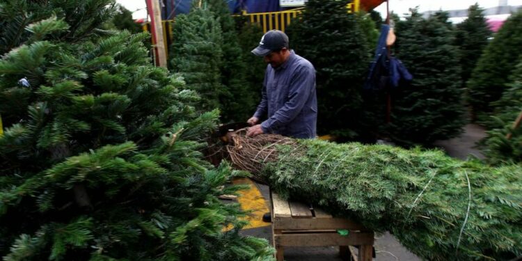 VIDEO| Establecen 7 puntos para el acopio de árboles navideños