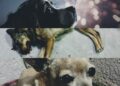 La pirotecnia arrebata la vida de perros en SLP