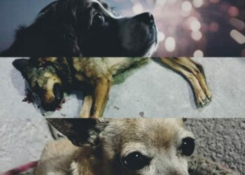 La pirotecnia arrebata la vida de perros en SLP