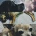 La pirotecnia arrebata la vida de perros en SLP