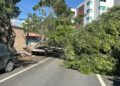 Fuertes vientos derrumban un árbol al poniente de la ciudad