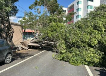 Fuertes vientos derrumban un árbol al poniente de la ciudad