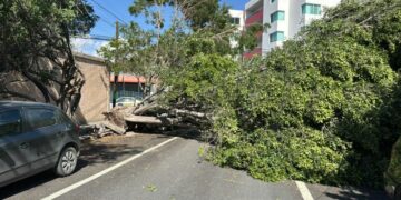 Fuertes vientos derrumban un árbol al poniente de la ciudad