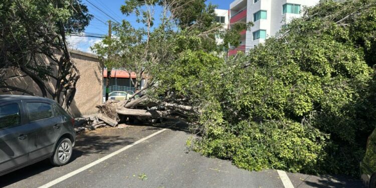 Fuertes vientos derrumban un árbol al poniente de la ciudad