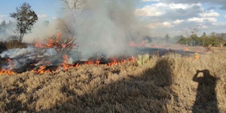 El incendio en el Parque Tangamanga I ha sido controlado, reportan autoridades
