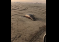 VIDEO: Encuentran delfín en descomposición en playa de Guasave, Sinaloa