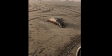 VIDEO: Encuentran delfín en descomposición en playa de Guasave, Sinaloa