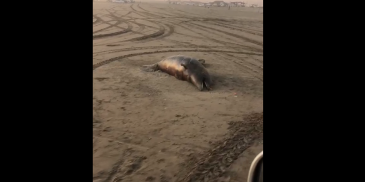 VIDEO: Encuentran delfín en descomposición en playa de Guasave, Sinaloa