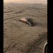 VIDEO: Encuentran delfín en descomposición en playa de Guasave, Sinaloa