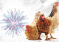 Confirman primera muerte en EE.UU por gripe aviar H5N1