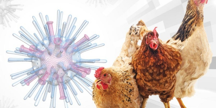 Confirman primera muerte en EE.UU por gripe aviar H5N1