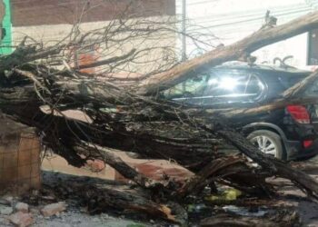 La SSPC reporta 11 árboles caídos debido a los fuertes vientos en la capital