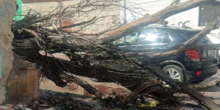La SSPC reporta 11 árboles caídos debido a los fuertes vientos en la capital