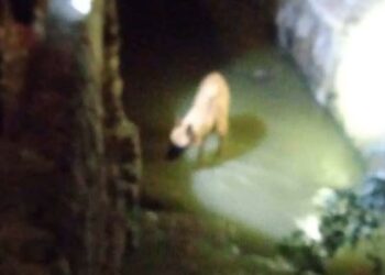 Rescatan a un perrito atrapado en un canal de aguas negras