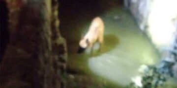 Rescatan a un perrito atrapado en un canal de aguas negras
