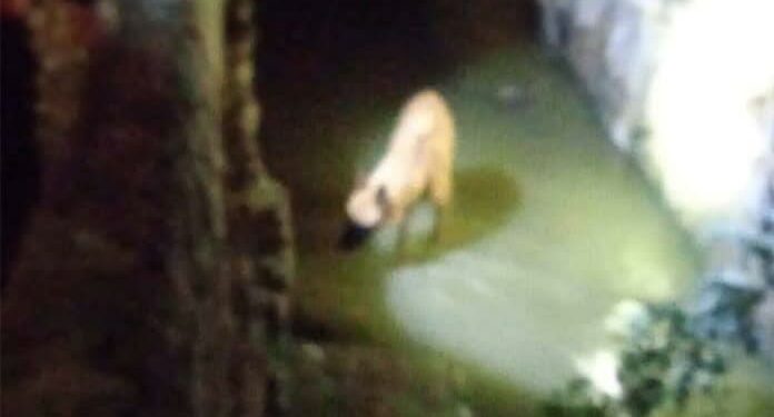 Rescatan a un perrito atrapado en un canal de aguas negras