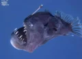 VIDEO | Capturan a un pez diablo en aguas poco profundas, sorprendiendo a los expertos
