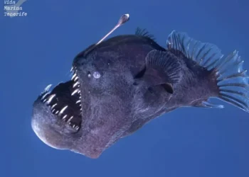 VIDEO | Capturan a un pez diablo en aguas poco profundas, sorprendiendo a los expertos