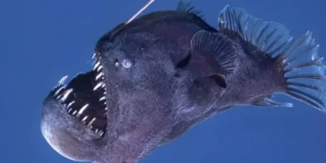 VIDEO | Capturan a un pez diablo en aguas poco profundas, sorprendiendo a los expertos
