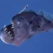 VIDEO | Capturan a un pez diablo en aguas poco profundas, sorprendiendo a los expertos