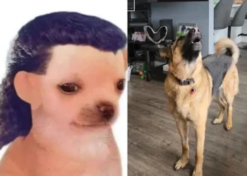 VIDEO | Perrito fan de Los Temerarios llena las redes al cantar con sentimiento
