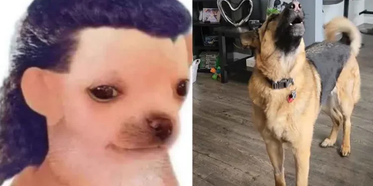 VIDEO | Perrito fan de Los Temerarios llena las redes al cantar con sentimiento