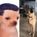 VIDEO | Perrito fan de Los Temerarios llena las redes al cantar con sentimiento
