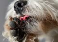 ¿Por qué mi perro se lame mucho las patas?