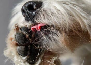 ¿Por qué mi perro se lame mucho las patas?