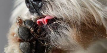 ¿Por qué mi perro se lame mucho las patas?