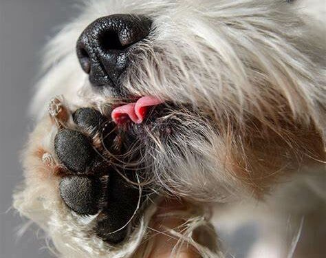 ¿Por qué mi perro se lame mucho las patas?