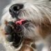 ¿Por qué mi perro se lame mucho las patas?