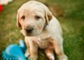 Reportan múltiples casos de envenenamiento de perritos en Tamuín