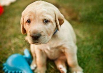 Reportan múltiples casos de envenenamiento de perritos en Tamuín