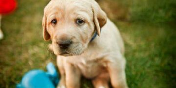 Reportan múltiples casos de envenenamiento de perritos en Tamuín