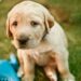 Reportan múltiples casos de envenenamiento de perritos en Tamuín