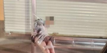 La muerte de un ladrón amarrado a un parabús es investigada como homicidio