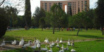 VIDEO | Un conductor imprudente atropella y mata a un pato en el Parque Tangamanga