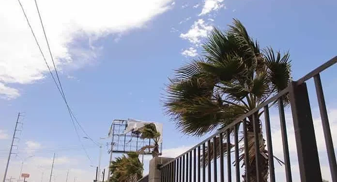 Servicios Municipales de San Luis Potosí intensifican acciones preventivas por fuertes vientos y caída de árboles