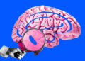 Cómo un pequeño “punto azul” en nuestro cerebro controla el sueño y genera un enorme interés entre los científicos