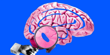 Cómo un pequeño “punto azul” en nuestro cerebro controla el sueño y genera un enorme interés entre los científicos
