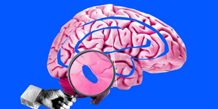 Cómo un pequeño “punto azul” en nuestro cerebro controla el sueño y genera un enorme interés entre los científicos