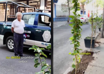 Detienen a hombre de 67 años mientras plantaba un árbol de limones en la vía pública en CDMX