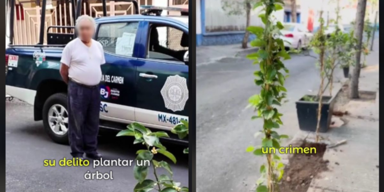 Detienen a hombre de 67 años mientras plantaba un árbol de limones en la vía pública en CDMX
