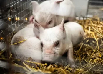 VIDEO | Tres cerditos son rescatados de una exposición de arte donde los habrían dejado morir de hambre