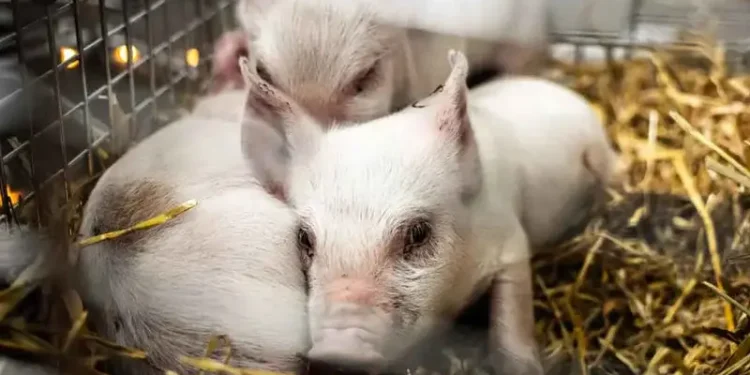 VIDEO | Tres cerditos son rescatados de una exposición de arte donde los habrían dejado morir de hambre