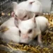 VIDEO | Tres cerditos son rescatados de una exposición de arte donde los habrían dejado morir de hambre