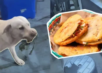 Oso, el perro ‘garnachero’, ¿quién es realmente?